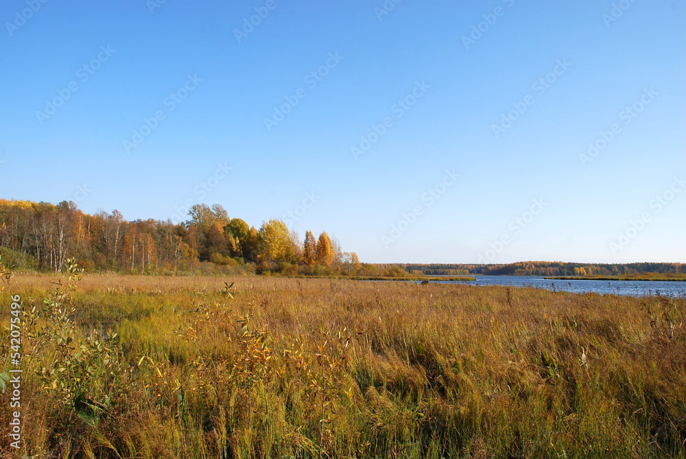 Autumn trees on the lake. Autumn sunny day, deciduous tall trees grow on the shore of the lake under the blue sky. The leaves on them turned yellow, red and orange coloring the landscape. Autumn trees on the lake. Autumn sunny day, deciduous tall trees grow on the shore of the lake under the blue sky. The leaves on them turned yellow, red and orange coloring the landscape.