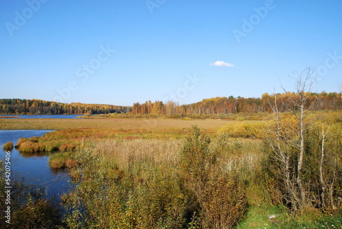 Autumn trees with bright foliage. Autumn sunny day  deciduous tall trees grow on the shore of the lake. The leaves on them turned yellow  red and orange coloring the landscape.