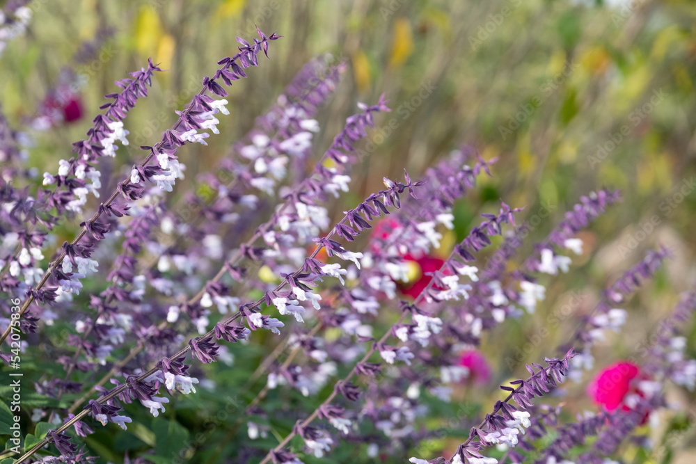 Obraz premium Flower bed filled with colourful purple and white long stemmed Phyllis Fancy salvia flowers, photographed in autumn in the garden at RHS Wisley, Surrey UK.