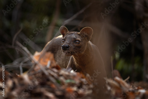Wild fossa in Madagascar. The apex predator in Madagascar. Rare animal in the forest. 