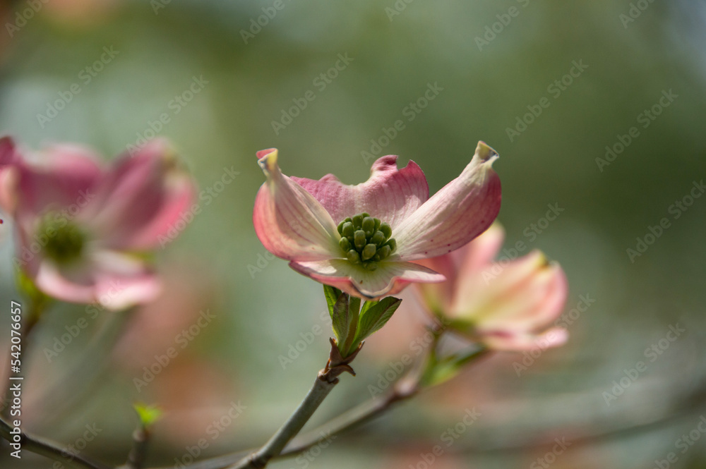Pink dogwood flower in spring.