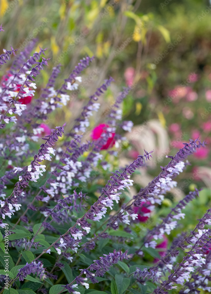 Obraz premium Flower bed filled with colourful purple and white long stemmed Phyllis Fancy salvia flowers, photographed in autumn in the garden at RHS Wisley, Surrey UK.