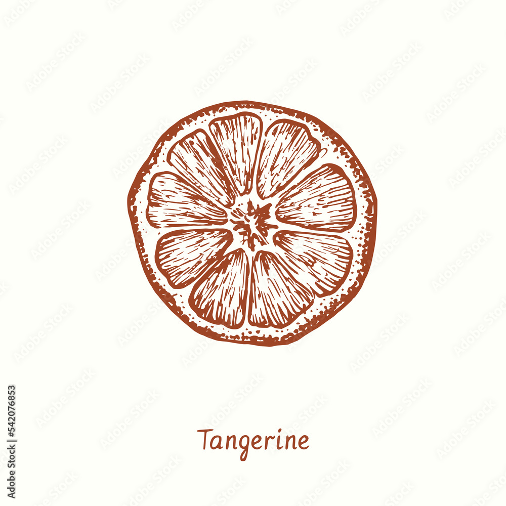 Tangerine fruit cut slice. Ink doodle drawing in woodcut style
