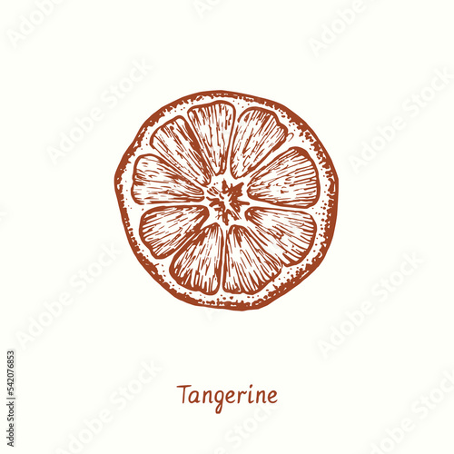 Tangerine fruit cut slice. Ink doodle drawing in woodcut style