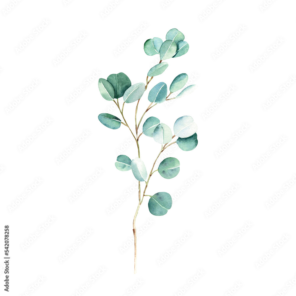 Obraz premium Green eucalyptus branch isolated on white background. Watercolor hand drawn botanical illustration. Can be used for greeting cards, posters, wedding and baby shower nvitations, logos and floristic