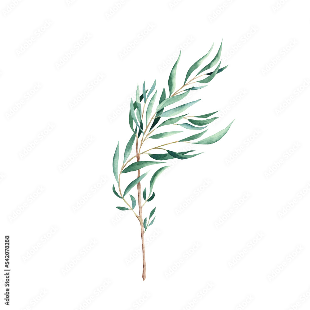 Green eucalyptus branch isolated on white background. Watercolor hand drawn botanical illustration. Can be used for greeting cards, posters, wedding and baby shower nvitations, logos and floristic Green eucalyptus branch isolated on white background. Watercolor hand drawn botanical illustration. Can be used for greeting cards, posters, wedding and baby shower nvitations, logos and floristic