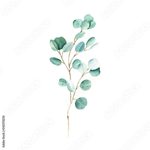 Green eucalyptus branch isolated on white background. Watercolor hand drawn botanical illustration. Can be used for greeting cards, posters, wedding and baby shower nvitations, logos and floristic © Tatiana