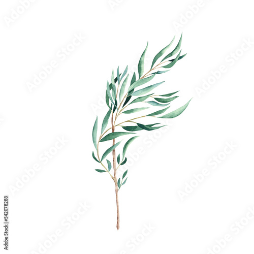 Green eucalyptus branch isolated on white background. Watercolor hand drawn botanical illustration. Can be used for greeting cards  posters  wedding and baby shower nvitations  logos and floristic