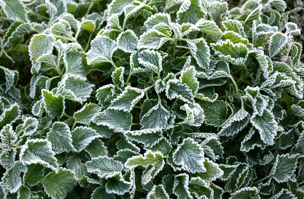 Beautiful patterned leaves are covered with white cristae of hoarfrost Beautiful patterned leaves are covered with white cristae of hoarfrost