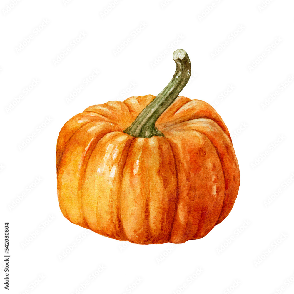 Fototapeta premium Watercolor ripe fresh pumpkin isolated.