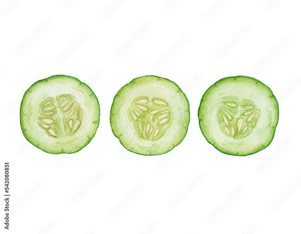 Watercolor cucumber slices isolated. Watercolor cucumber slices isolated.