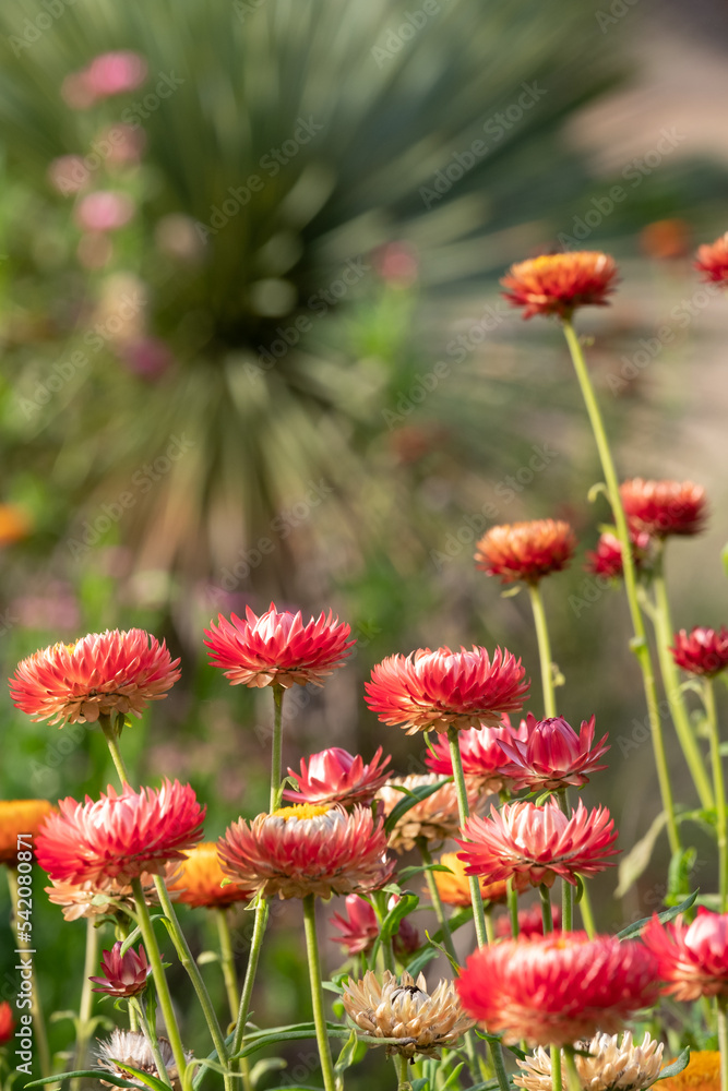 Brightly coloured Xerochrysum Bracteatum everlasting flowers, photographed in early autumn ain the RHS Wisley garden, Surrey UK. Cordyline palm tree in background. Brightly coloured Xerochrysum Bracteatum everlasting flowers, photographed in early autumn ain the RHS Wisley garden, Surrey UK. Cordyline palm tree in background.