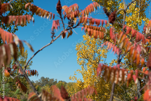 sumac staghorns at autumn photo