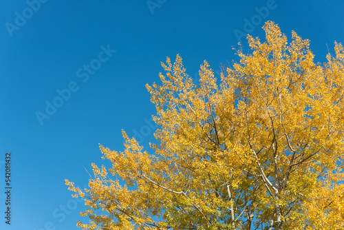 autumn poplar tree on a blue sky