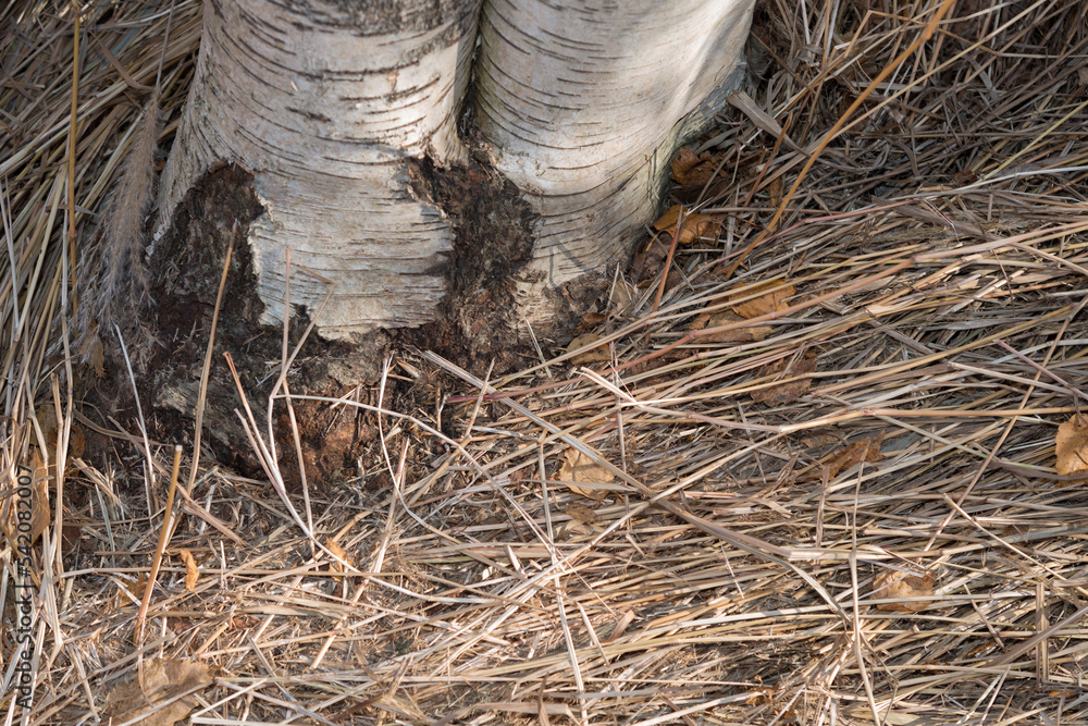 birch tree and flattened reeds on the ground in autumn