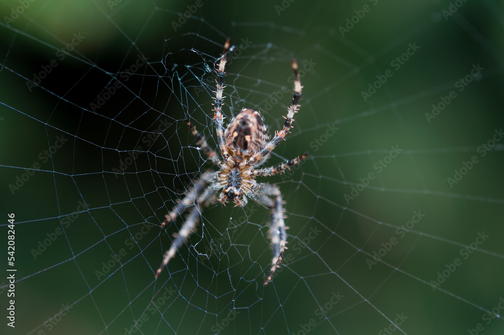 spider on the web spider on the web