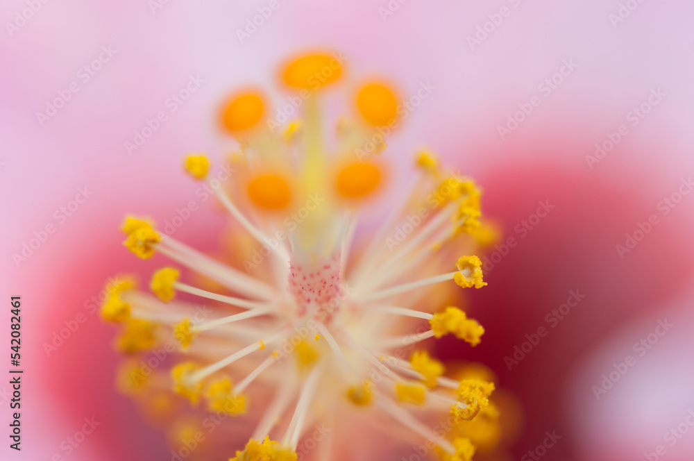 close up of a hibiscus flower stamen