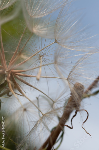 wildflower  Tragopogon or salsify  seeds on a blue sky