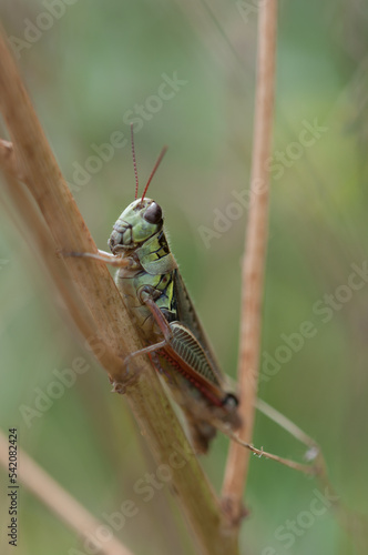 grasshopper on a stem