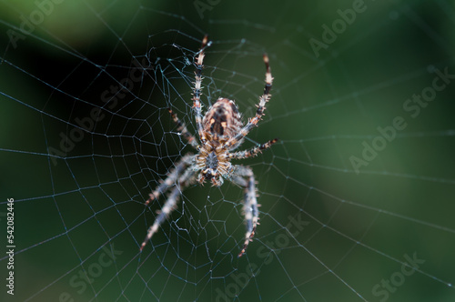 spider on the web © eugen