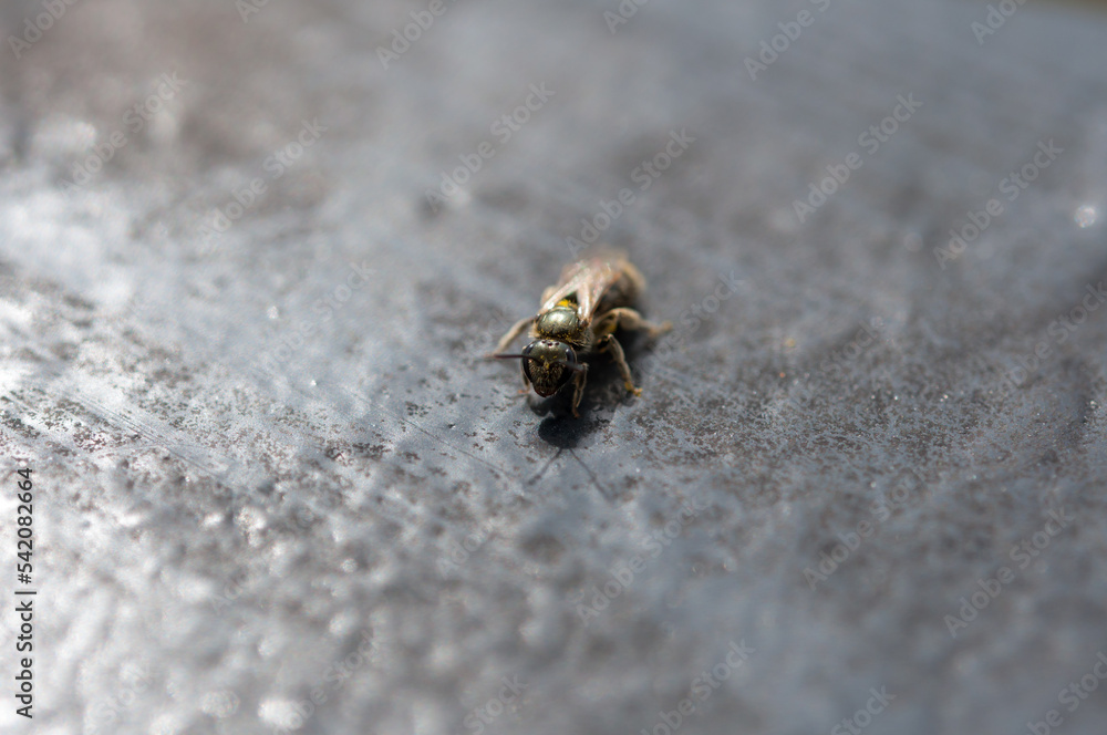 background with insect background with insect