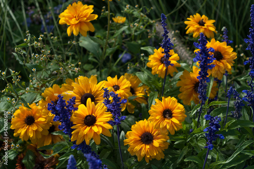 Quadro em tela double rudbeckia flowers in a late summer garden