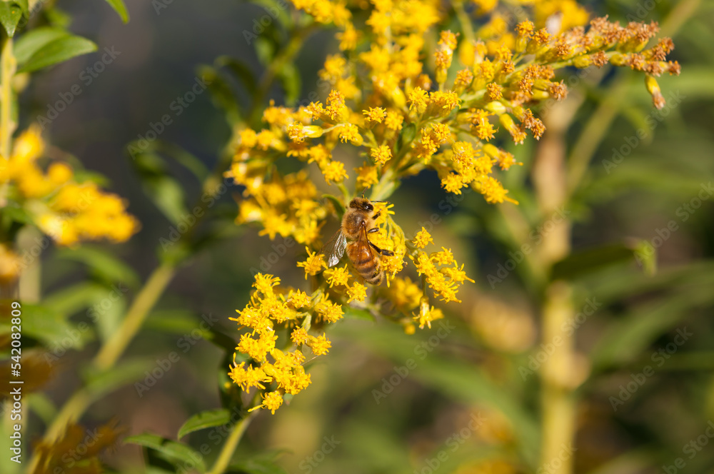 bee on goldenrod wildflowers bee on goldenrod wildflowers