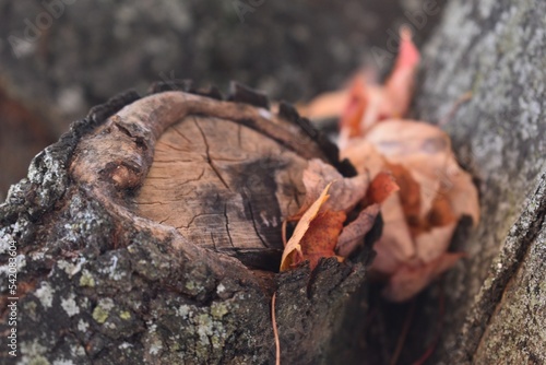 fall leaves in tree