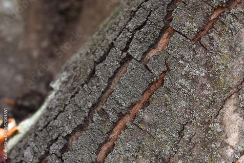 bark of a tree