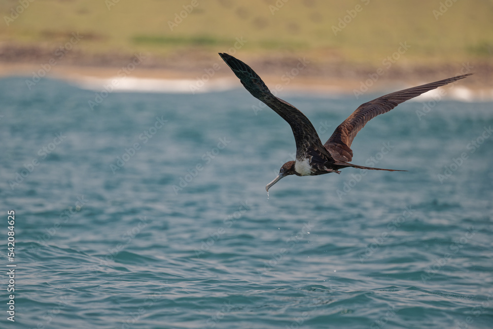 Fototapeta premium Magnificent Frigatebird in flight