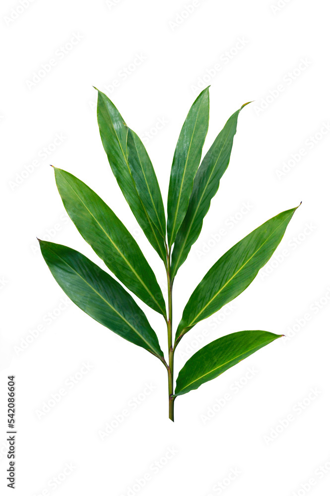 Fototapeta premium Green leaf of red ginger isolated on white background. Tropical forest plant