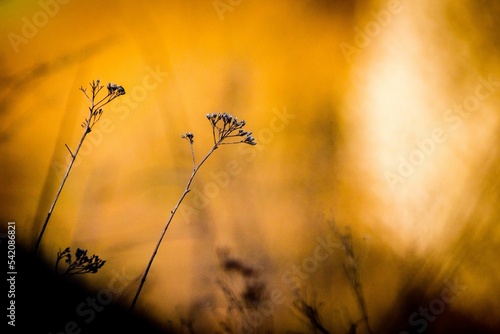 Selective focus shot of a small plant against a blurry golden sunset background