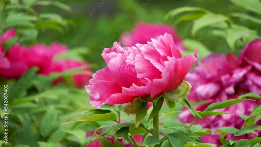 Peonies, a unique woody and precious flower in China, are known as the national flower of China. Peonies, a unique woody and precious flower in China, are known as the national flower of China.