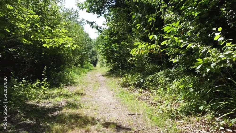 POV of a trail in a forest on a sunny day POV of a trail in a forest on a sunny day