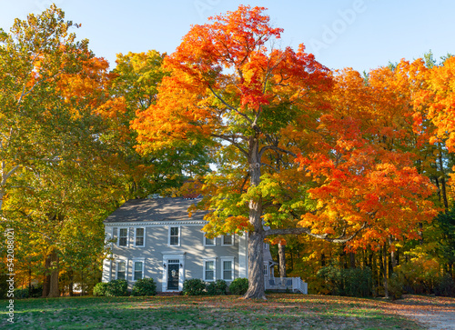 Fototapeta Naklejka Na Ścianę i Meble -  colorful autumn trees and houses in residential area