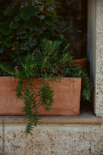 Vertical shot of the rosemary plant photo