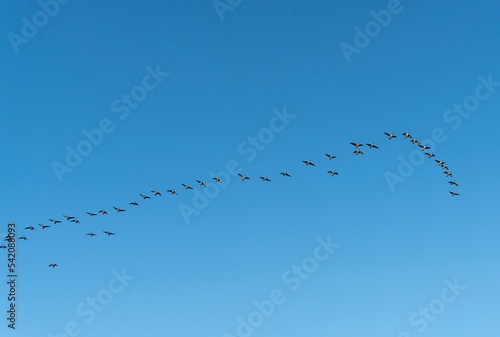 group of Canada goose flying in the sky