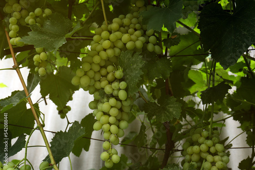 Wallpaper Mural Ripe juicy grapes on branch growing in vineyard Torontodigital.ca