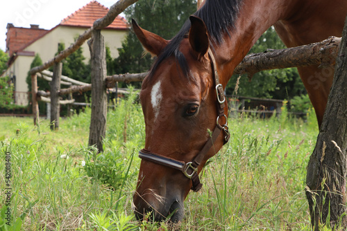 Beautiful horse grazing on green grass in paddock outdoors, closeup © New Africa