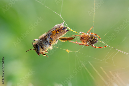 A bee dead while stuck and trapped in a spider web with bokeh background 