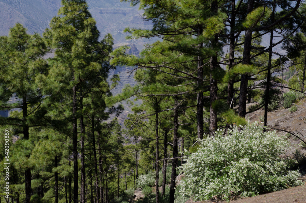 Obraz premium Forest of Canary Island pine Pinus canariensis and shrub Chamaecytisus proliferus meridionalis in flower. Inagua. Gran Canaria. Canary Islands. Spain.