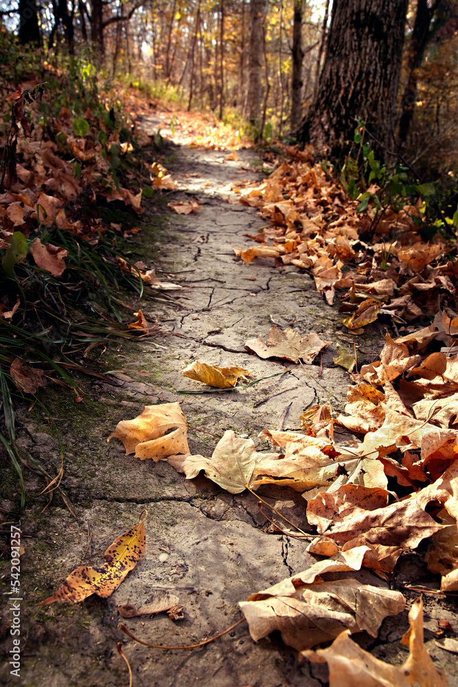 Autumn hiking trail