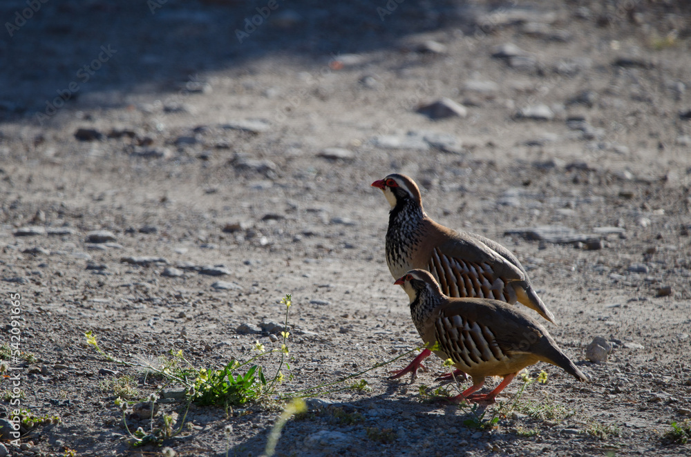 Fototapeta premium Pair of red-legged partridges Alectoris rufa. Pajonales. Integral Natural Reserve of Inagua. Tejeda. Gran Canaria. Canary Islands. Spain.