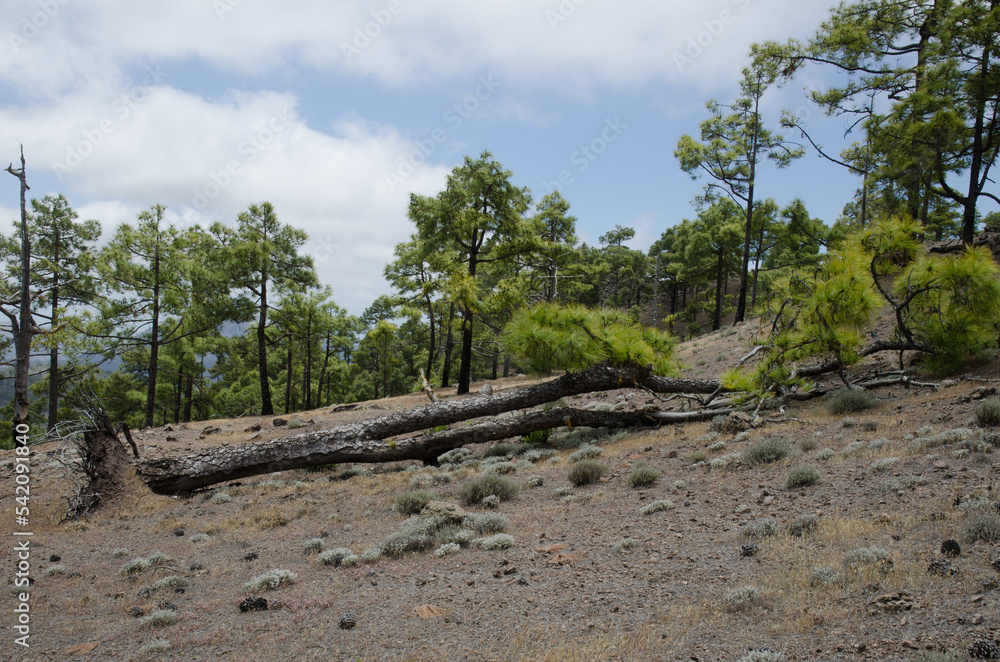 Fototapeta premium Canary Island pine Pinus canariensis fallen but alive. Las Brujas Mountain. Natural Reserve of Inagua. Tejeda. Gran Canaria. Canary Islands. Spain.