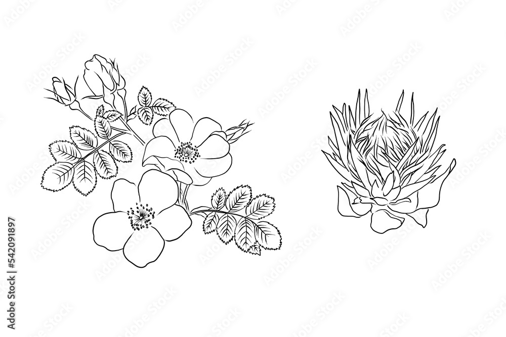 Flowers Line Arts - One line drawing, botanical, herbal, flamingo, rose, floral illustration posters Flowers Line Arts - One line drawing, botanical, herbal, flamingo, rose, floral illustration posters