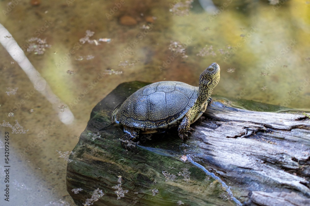 Obraz premium San Diego