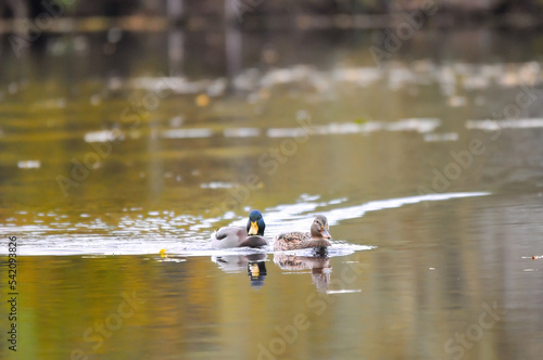 ducks on the lake 2022 in autumn