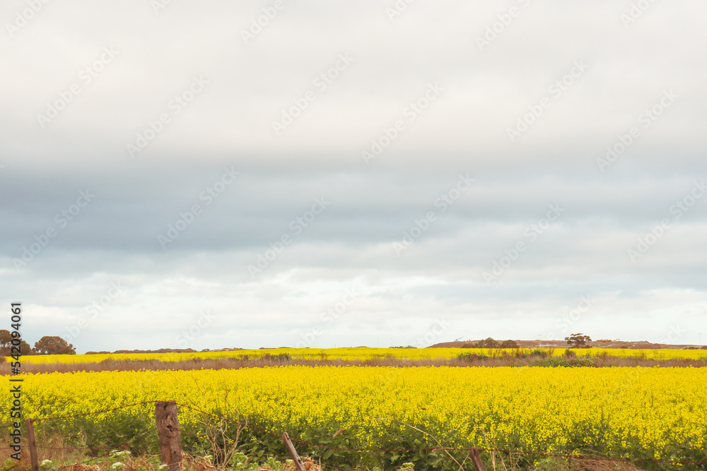 yellow canola field and sky