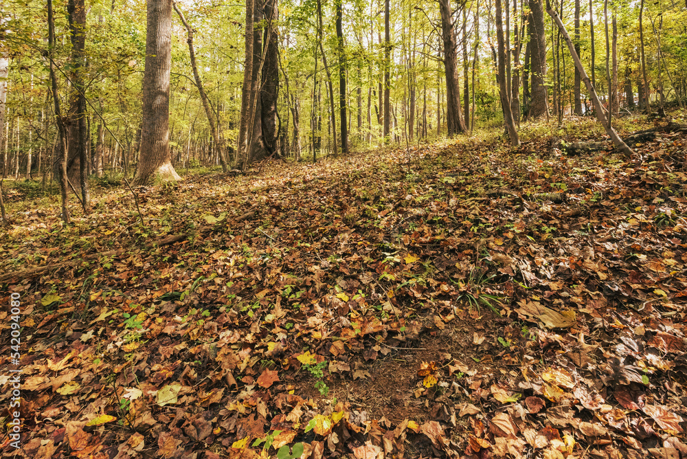Closeup of autumn leaves on ground in the forest. Closeup of autumn leaves on ground in the forest.