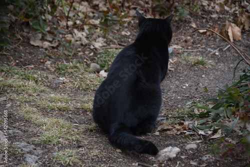 黒猫 © Satoshi